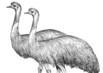 Emu Bird