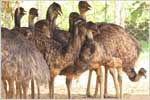 Emu Farming