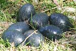 Emu Farming Eggs