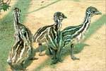Emu Farming Chick